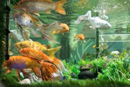 Udaipur fish aquarium.jpg